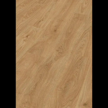 Dab brzegowy miód 07127 - LC 150