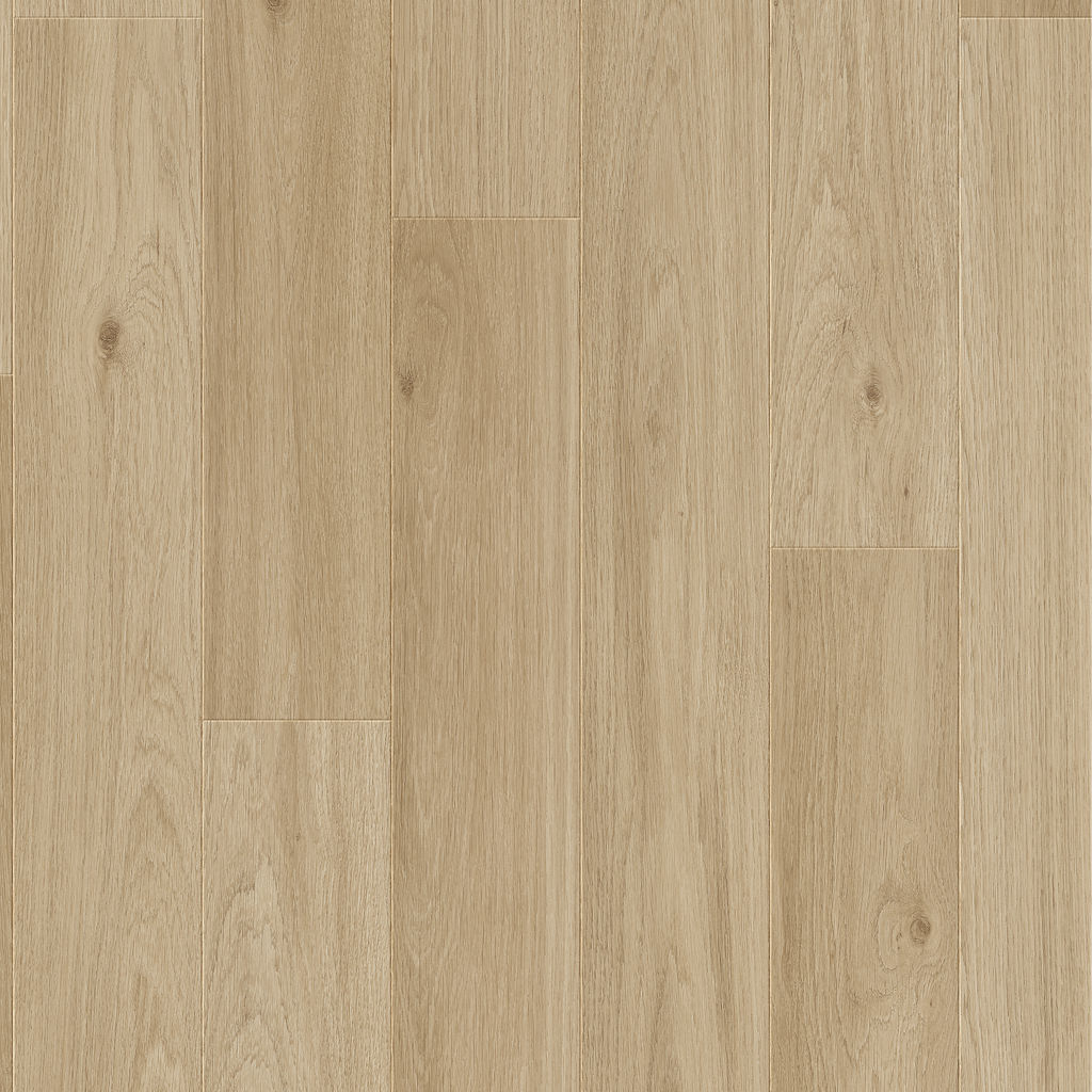 Dąb Żelazny - Bergen