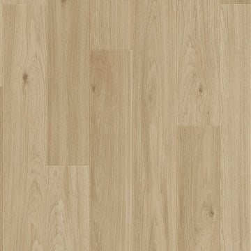 Dąb Żelazny - Bergen