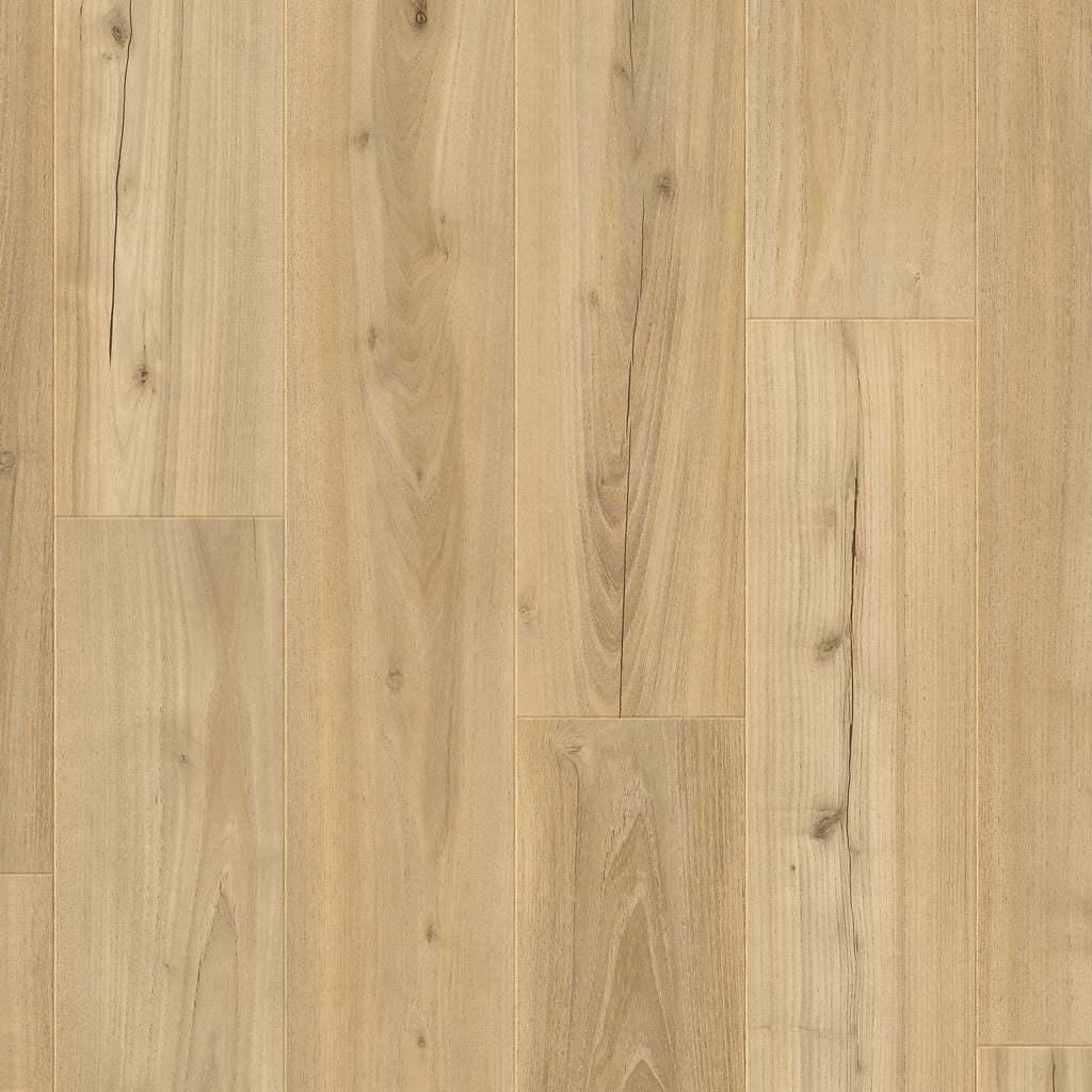 Dąb Wydmowy - Drammen