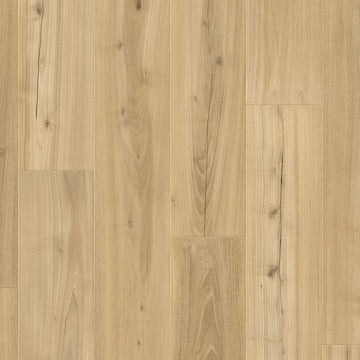 Dąb Wydmowy - Drammen