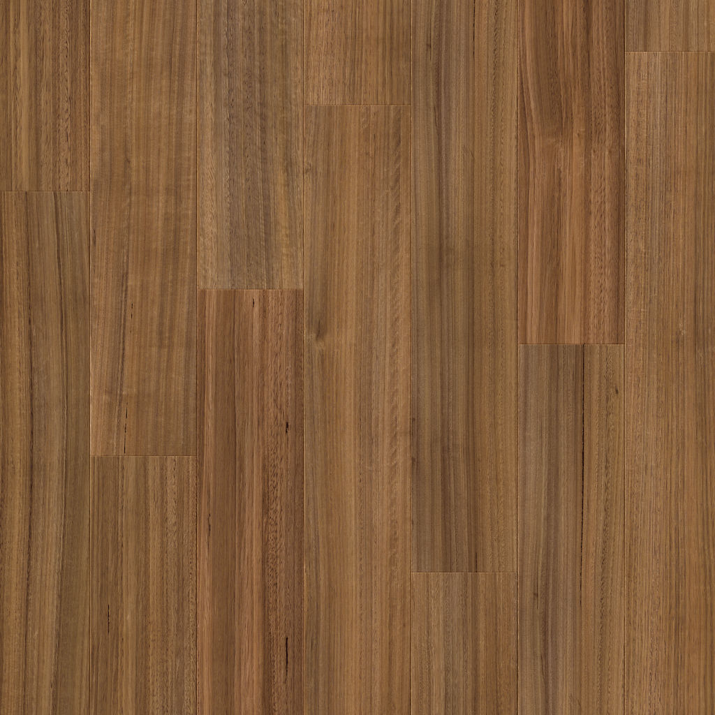 Dąb Tasmański - Arendal pro