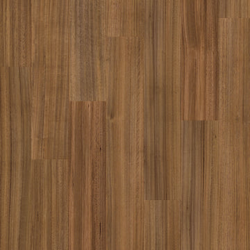 Dąb Tasmański - Arendal pro