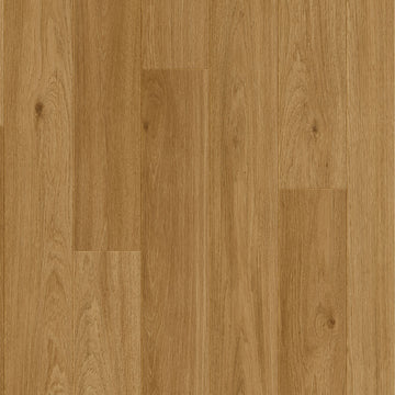 Dąb Wiedeński - Bergen pro