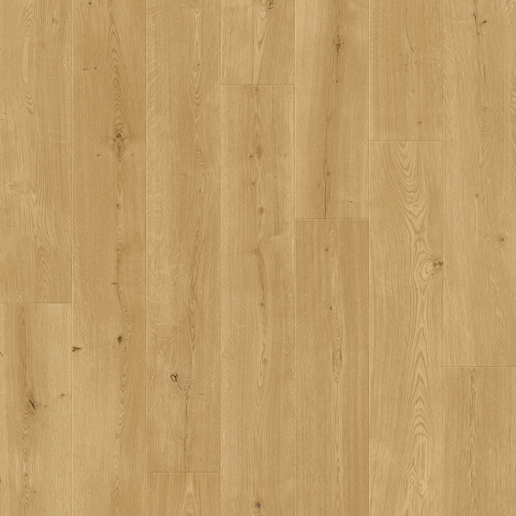 Dąb Wyrazisty - Odense