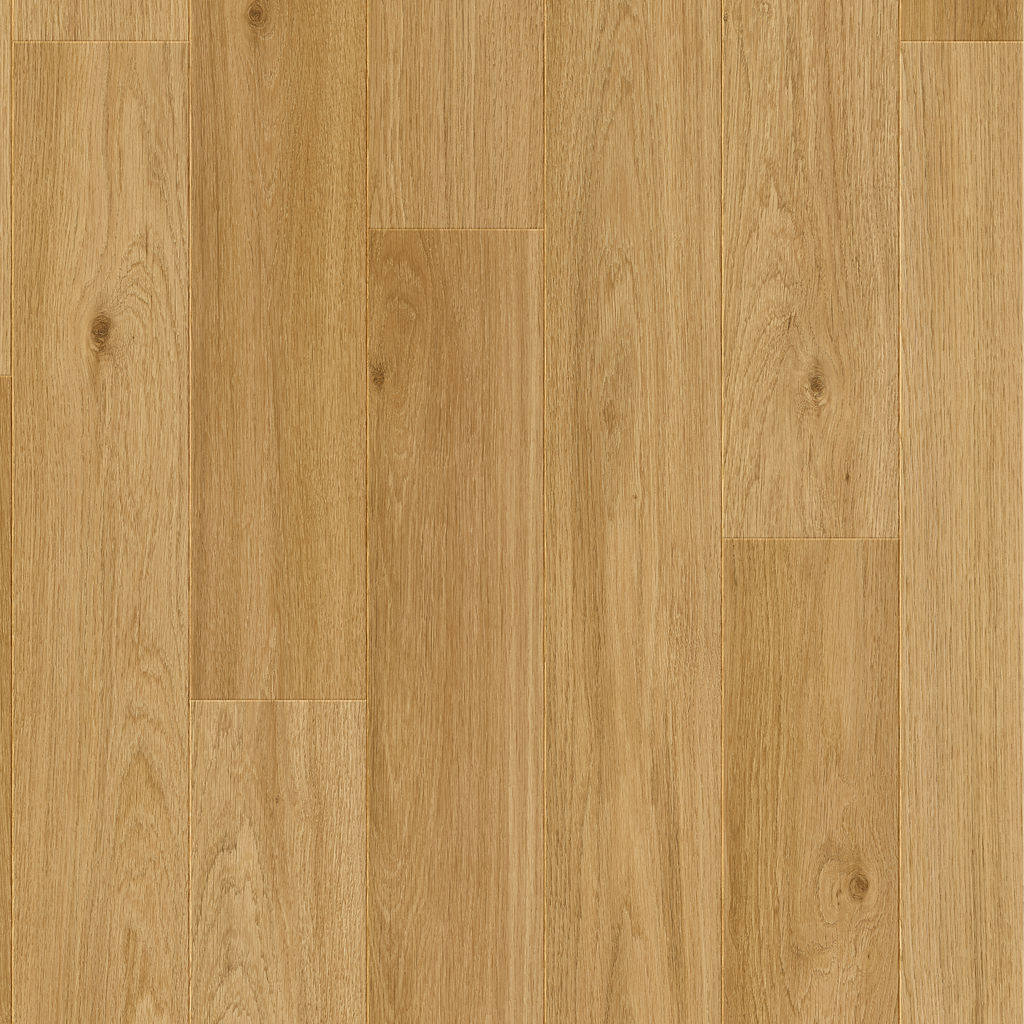 Dąb Koloński - Bergen