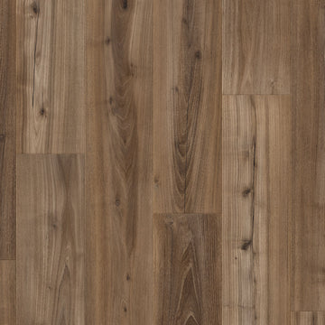 Dąb Śniady - Drammen